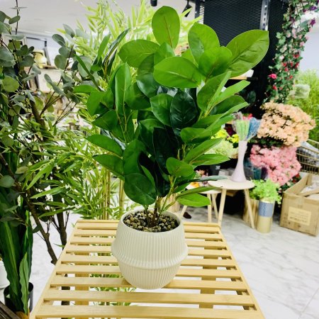 نبات صناعي في قوار ابيض